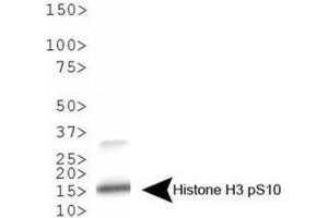 Western Blotting (WB) image for anti-Histone 3 (H3) (pSer10) antibody (ABIN5706877)