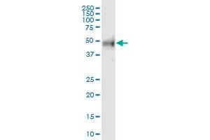 RAB3IP MaxPab polyclonal antibody. (RAB3IP 抗体  (AA 1-460))