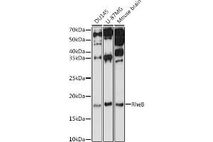 Western blot analysis of extracts of various cell lines, using RheB antibody (ABIN3021601, ABIN3021602, ABIN3021603 and ABIN6215341) at 1:1000 dilution.