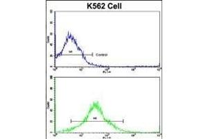 Flow cytometric analysis of K562 cells using P19 Antibody (C-term)(bottom histogram) compared to a negative control cell (top histogram). (MMP19 抗体  (C-Term))