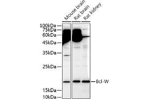 Western blot analysis of extracts of various cell lines, using Bcl-W antibody (ABIN3021580, ABIN3021581, ABIN3021582 and ABIN6215267) at 1:1000 dilution. (BCL2L2 抗体  (AA 1-193))