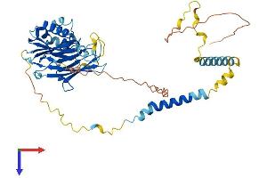 SGCE Protein (AA 1-437) (His tag)