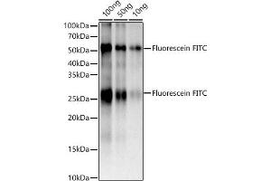 The Fluorescein FITC rabbit monoclonal antibody (ABIN7267219) are tested in Western blot against FITC Goat Anti-Mouse IgG (H+L),Secondary antibody: HRP Goat Anti-Rabbit IgG (H+L) (ABIN1684268 and ABIN3020597) at 1:10000 dilution. (FITC 抗体)