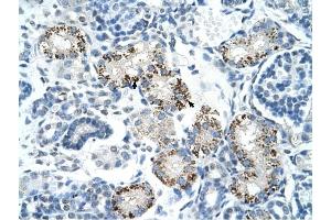 PDCD8 antibody was used for immunohistochemistry at a concentration of 4-8 ug/ml to stain Epithelial cells of renal tubule (arrows) in Human Kidney. (AIF 抗体  (N-Term))