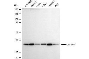 Western blotting analysis using GAPDH antibody (ABIN7798768).