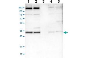 Western blot analysis of Lane 1: RT-4 Lane 2: U-251 MG Lane 3: Human Plasma Lane 4: Liver Lane 5: Tonsil with SYF2 polyclonal antibody . (SYF2 抗体)