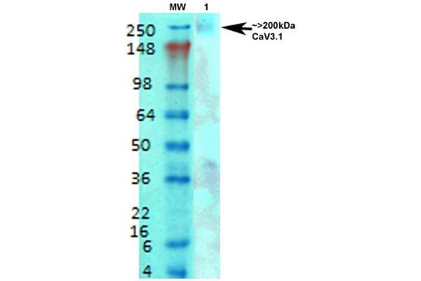 CACNA1G Antikörper  (AA 2052-2172) (Atto 390)