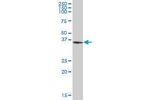 Western Blotting (WB) image for anti-Nudix (Nucleoside Diphosphate Linked Moiety X)-Type Motif 9 (NUDT9) (AA 1-350) antibody (ABIN526958)