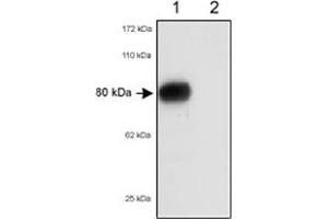 Western blot analysis of Scarb1/Scarb2 in 80 ug of total mouse liver lysates using Scarb1/Scarb2 polyclonal antibody . (SCARB1 抗体)