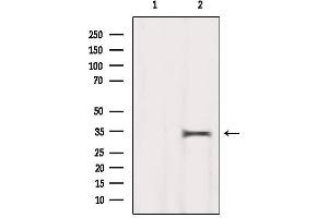 Western blot analysis of extracts from Hela, using MEST Antibody. (MEST 抗体  (C-Term))