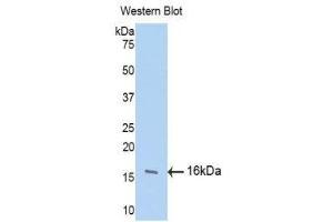 Western Blotting (WB) image for anti-Fibroblast Growth Factor 13 (FGF13) (AA 108-227) antibody (ABIN1175861) (FGF13 抗体  (AA 108-227))
