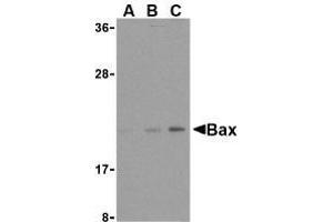 Western blot analysis of Bax in HL-60 cell lysates with AP30125PU-N Bax antibody at (A) 1, (B) 2, and (C) 4 μg/ml. (BAX 抗体  (N-Term))