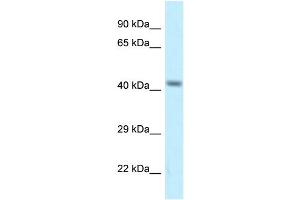 WB Suggested Anti-Cacng8 Antibody   Titration: 1.