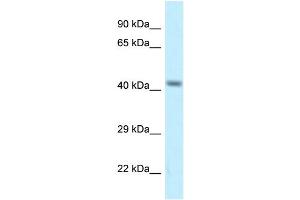 WB Suggested Anti-Cacng8 Antibody   Titration: 1. (CACNG8 抗体  (Middle Region))