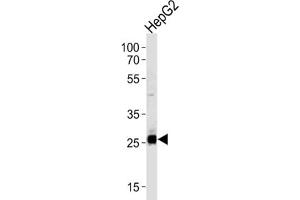 Western Blotting (WB) image for anti-Sirtuin 3 (SIRT3) antibody (ABIN3002564) (SIRT3 抗体)