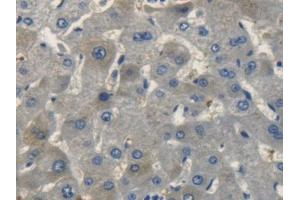 IHC-P analysis of Human Liver Tissue, with DAB staining. (NPPC 抗体  (AA 33-125))