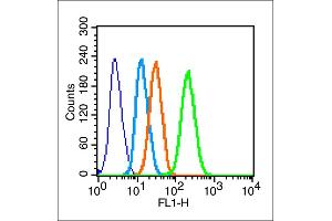 Hela cells probed with Connexin 43 Polyclonal Antibody, unconjugated  at 1:100 dilution for 30 minutes compared to control cells (blue) and isotype control (orange)