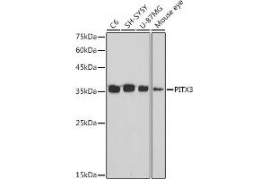 Western blot analysis of extracts of various cell lines, using PITX3 antibody (ABIN7269380) at 1:1000 dilution.