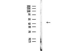 Western blot analysis of lysates from Rat liver, using ATG4A Antibody at 1/1000 dilution.