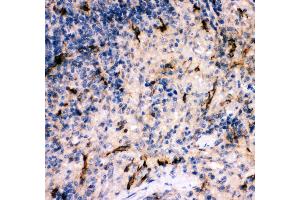 Anti- C5A antibody, IHC(P) IHC(P): Rat Spleen Tissue