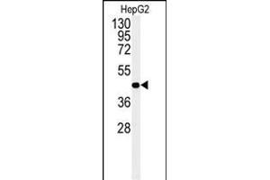 Western blot analysis of NR5A1 Antibody (N-term). (NR5A1 抗体  (N-Term))