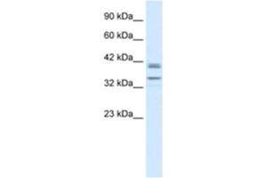 Western Blotting (WB) image for anti-One Cut Homeobox 3 (ONECUT3) antibody (ABIN2460969)