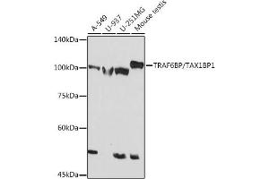 Western blot analysis of extracts of various cell lines, using TRBP/TBP1 Rabbit mAb (ABIN7270740) at 1:1000 dilution. (TAX1BP1 抗体)