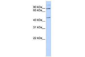 C21ORF13 antibody used at 1 ug/ml to detect target protein. (LCA5L 抗体)