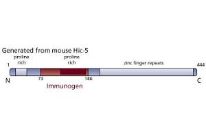 Image no. 3 for anti-Transforming Growth Factor beta 1 Induced Transcript 1 (TGFB1I1) (AA 73-186) antibody (ABIN968401) (TGFB1I1 抗体  (AA 73-186))