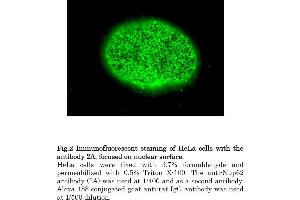 Immunofluorescence (IF) image for anti-Nucleoporin 62kDa (NUP62) (AA 1-179), (Phenylalanine-Glycine Repeat) antibody (ABIN2452063)