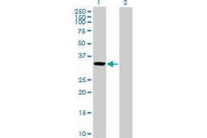 Western Blot analysis of CCL27 expression in transfected 293T cell line by CCL27 MaxPab polyclonal antibody. (CCL27 抗体  (AA 1-112))
