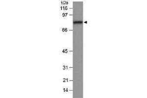 Western blot analysis of Scarb1 in mouse liver lysate (20 ug) with Scarb1 polyclonal antibody . (SCARB1 抗体  (AA 450-509))