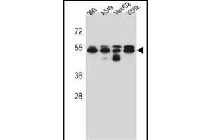TUBB8 Antibody (N-term) (ABIN657172 and ABIN2837904) western blot analysis in 293,A549,HepG2,K562 cell line lysates (35 μg/lane). (Tubulin, beta 8 抗体  (N-Term))