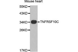 Western blot analysis of mouse heart cell lysate using TNFRSF10C antibody. (DcR1 抗体)