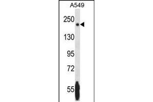Western blot analysis in A549 cell line lysates (35ug/lane). (NRK 抗体  (AA 721-750))