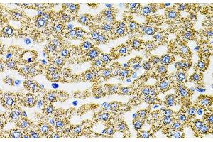 Immunohistochemistry of paraffin-embedded Rat liver using EPO Polyclonal Antibody (EPO 抗体)