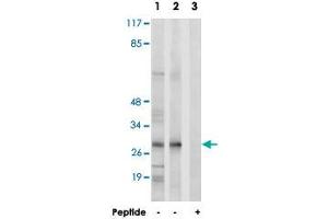 Western blot analysis of extracts from K-562 cells (Lane 1) and RAW 264. (MRPL47 抗体)