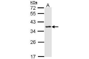 WB Image Sample (30 ug of whole cell lysate) A: Hela 12% SDS PAGE antibody diluted at 1:1000 (SMN1 抗体)