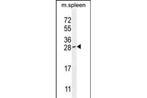 IAH1 Antibody (Center) (ABIN655737 and ABIN2845184) western blot analysis in mouse spleen tissue lysates (35 μg/lane). (IAH1 抗体  (AA 78-106))