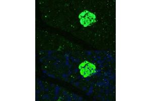 Immunofluorescence analysis of mouse pancreas using SFRP5 Polyclonal Antibody (ABIN7270181) at dilution of 1:100 (40x lens). (SFRP5 抗体  (AA 30-317))