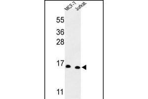 Western blot analysis of SNRPD3 Antibody (C-term) (ABIN653228 and ABIN2842762) in MCF-7, Jurkat cell line lysates (35 μg/lane).