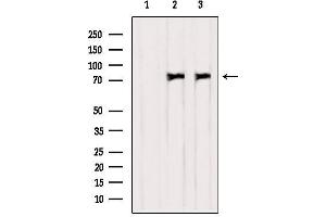 Western blot analysis of extracts from various samples, using PKC delta Antibody. (PKC delta 抗体)