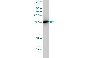 Western Blot detection against Immunogen (35. (TCF19 抗体  (AA 17-102))