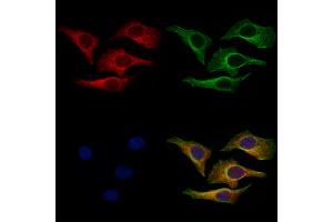 ABIN7094640 and ABIN7098690 staining Hela cells by IF/ICC.