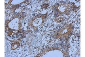 Image no. 1 for anti-D-Amino Acid Oxidase Activator (DAOA) (AA 1-153) antibody (ABIN1498354) (DAOA 抗体  (AA 1-153))