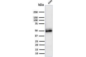 Western Blot Analysis of A549 cell lysate using CD14 Mouse Monoclonal Antibody (LPSR/2408). (CD14 抗体  (AA 25-148))