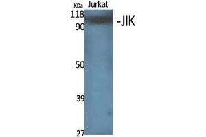 Western Blot (WB) analysis of specific cells using JIK Polyclonal Antibody. (TAO Kinase 3 抗体  (Internal Region))