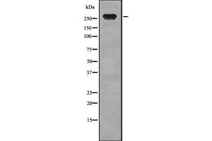 Western blot analysis of TLN2 using COLO205 whole cell lysates (TLN2 抗体  (N-Term))