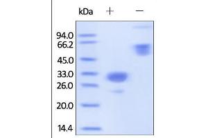 Mouse IgG2a Fc, Tag Free on SDS-PAGE under reducing (R) and no-reducing (NR) conditions. (HEK-293 Cells IgG2a 同型对照)
