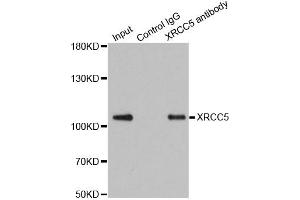 Immunoprecipitation analysis of 200 μg extracts of 293T cells using 1 μg XRCC5 antibody (ABIN5973473). (XRCC5 抗体)